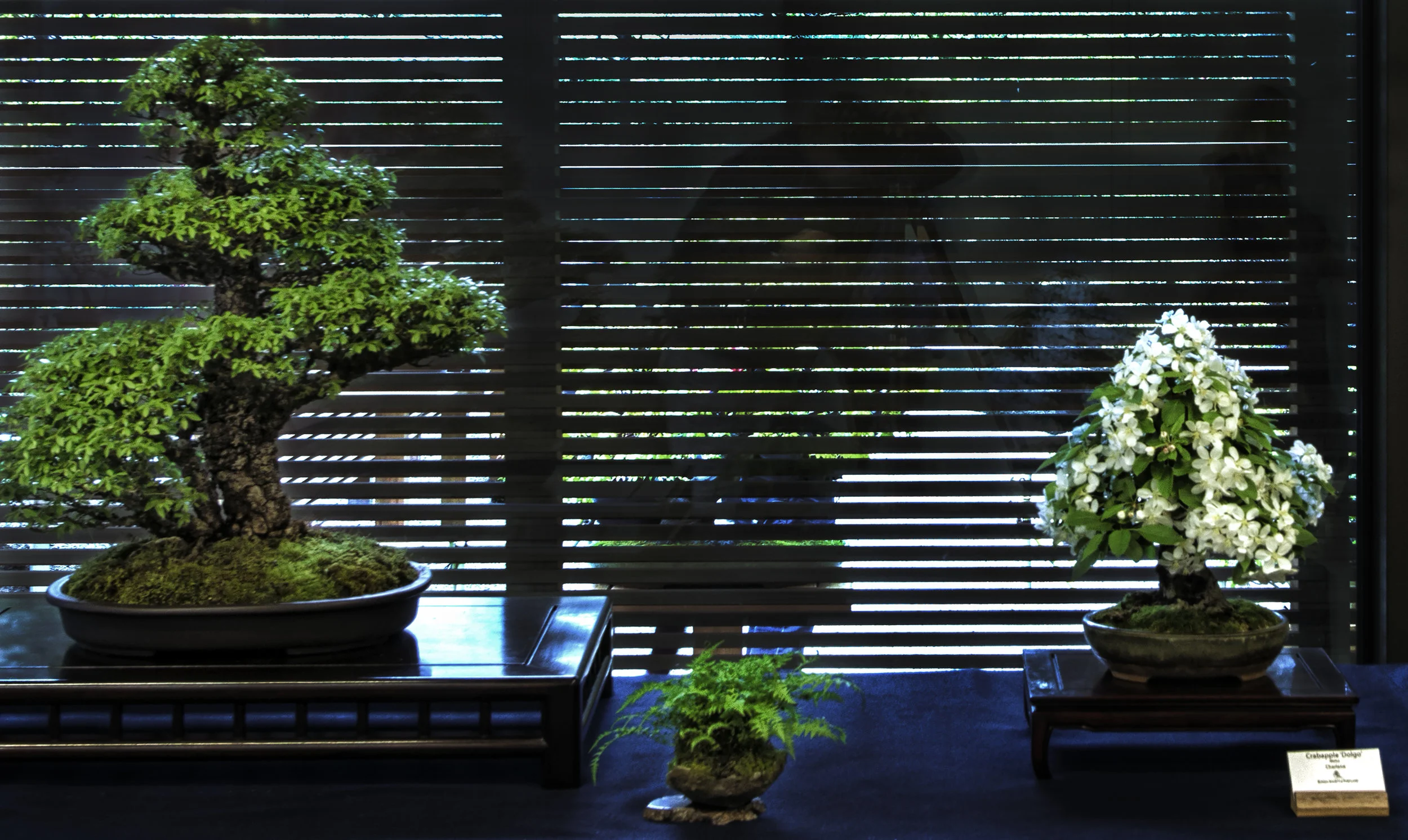 Bonsai Society of Portland - 2017 Spring Show Japanese Garden 2